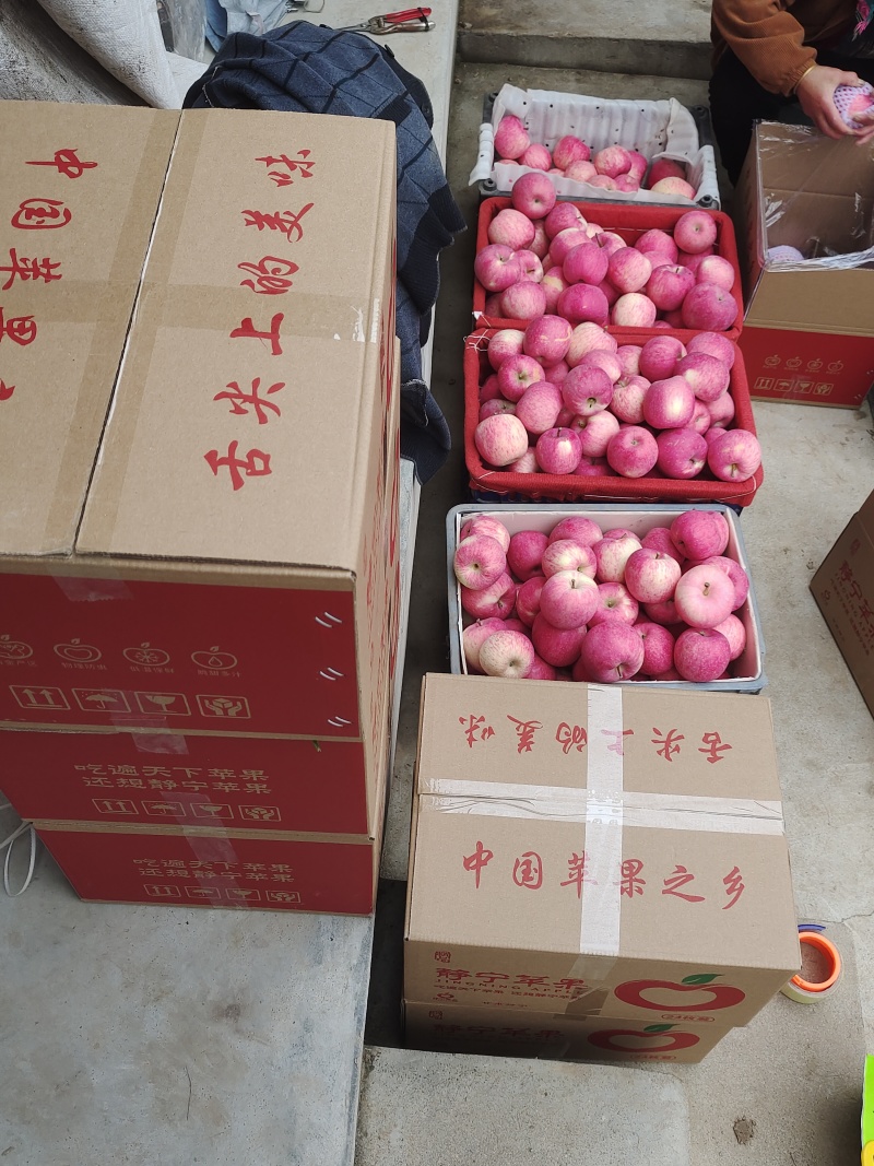 甘肃静宁红富士苹果