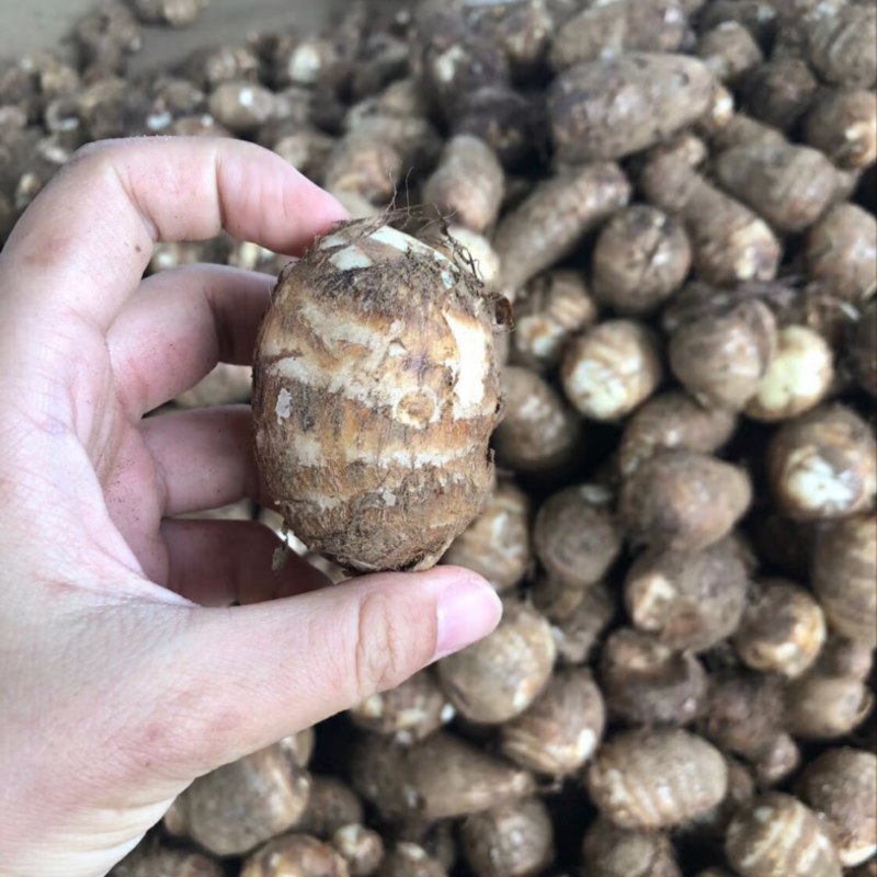芋头山东豆包芋头海量货源支持视频和实地看货量大从优