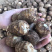 芋头山东豆包芋头海量货源支持视频和实地看货量大从优