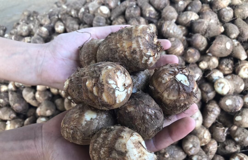 芋头山东豆包芋头海量货源支持视频和实地看货量大从优