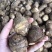 芋头山东豆包芋头海量货源支持视频和实地看货量大从优