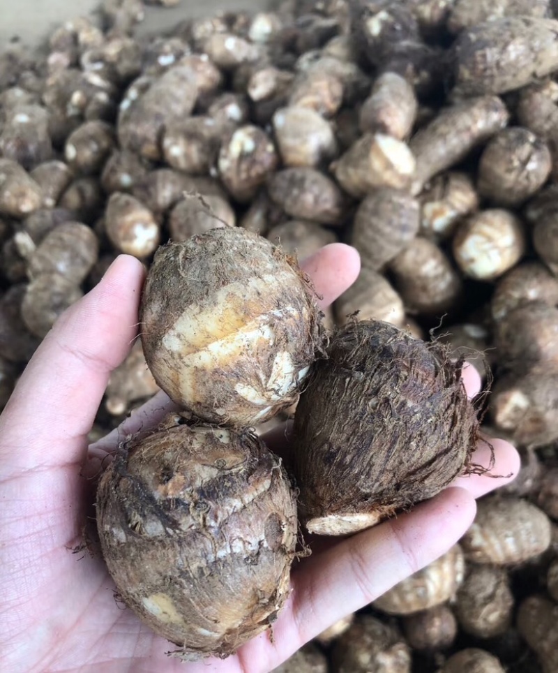 芋头山东豆包芋头海量货源支持视频和实地看货量大从优