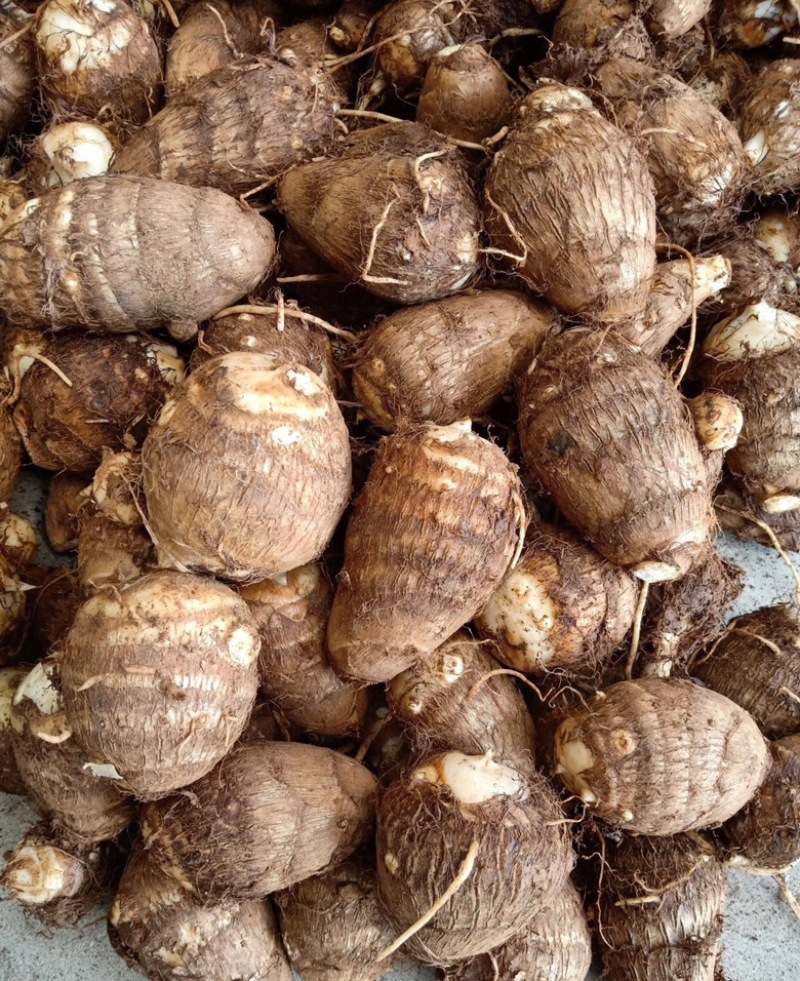 芋头山东豆包芋头海量货源支持视频和实地看货量大从优