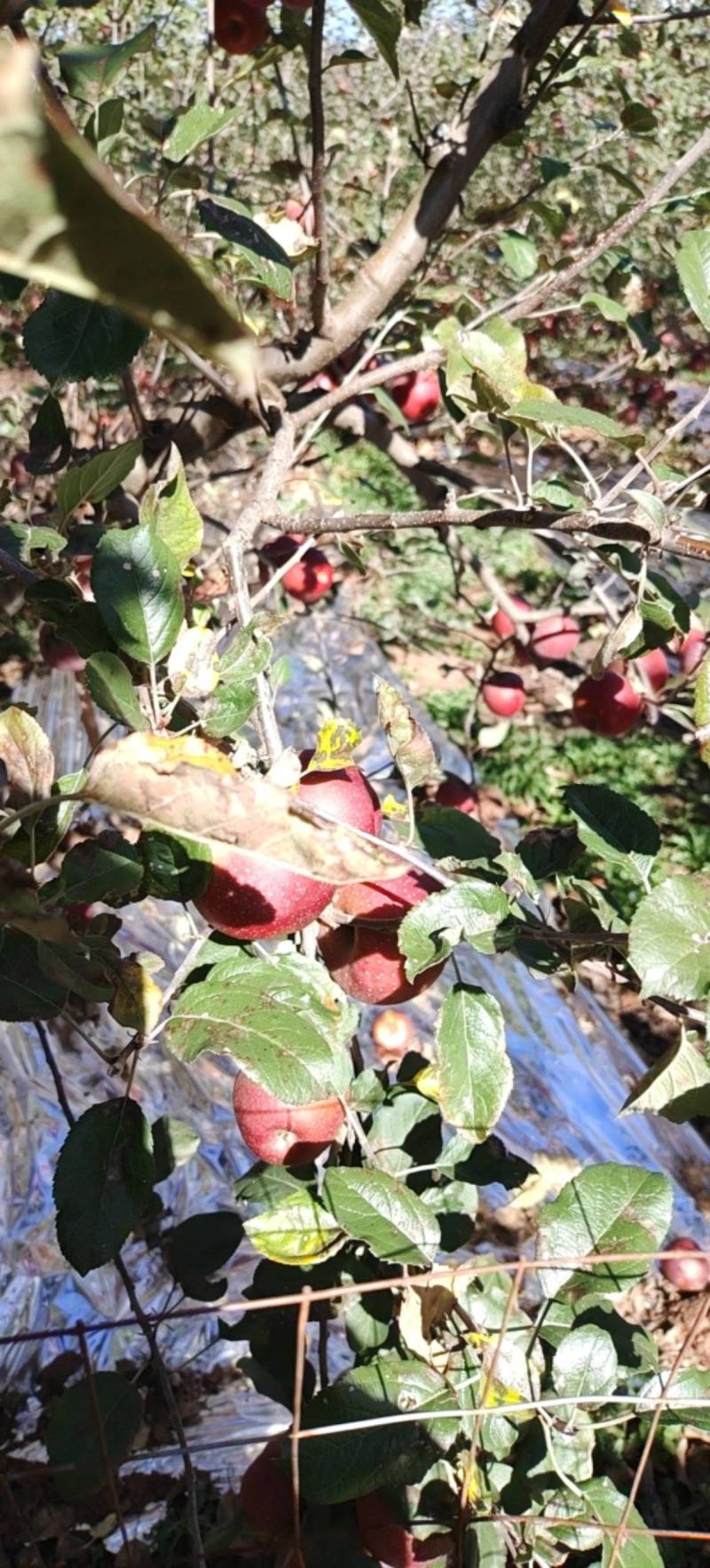 【推荐】凉山丑苹果产地直发/视频看货/对接商超批发市场