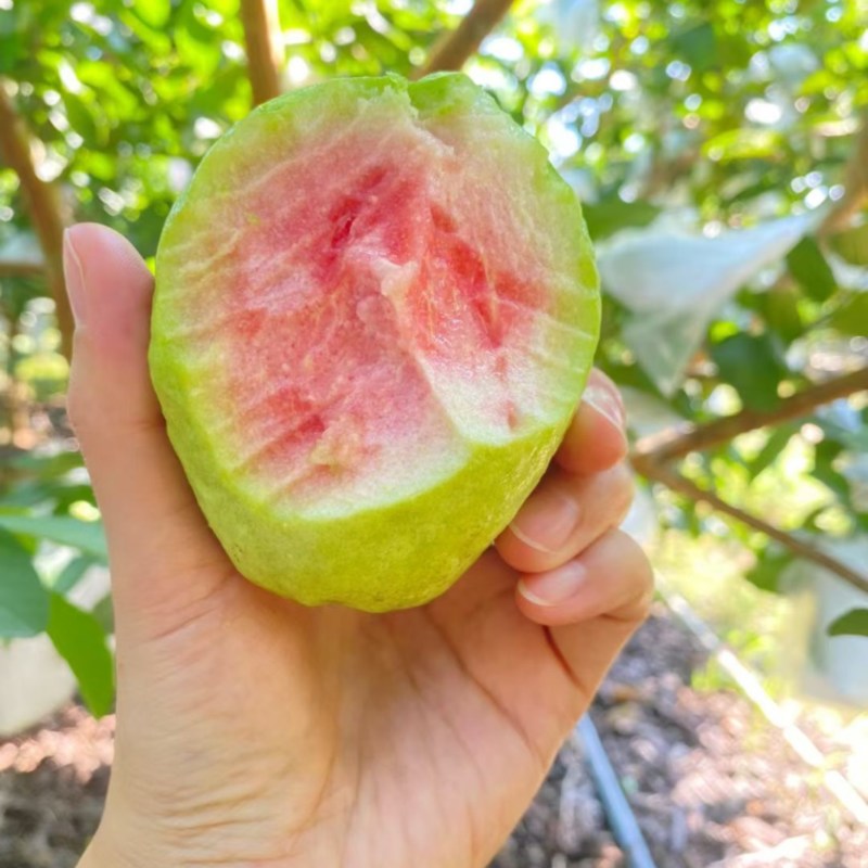 红心白心芭乐番石榴软糯香甜一件代发