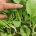鸡毛菜