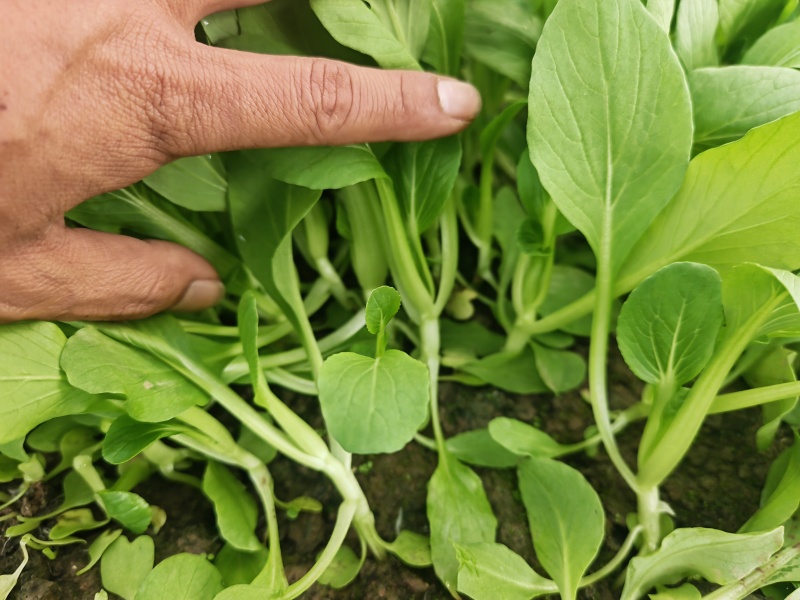 鸡毛菜