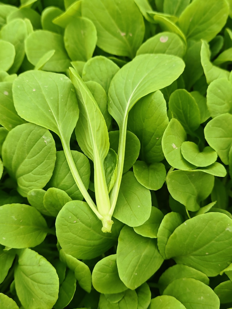 鸡毛菜