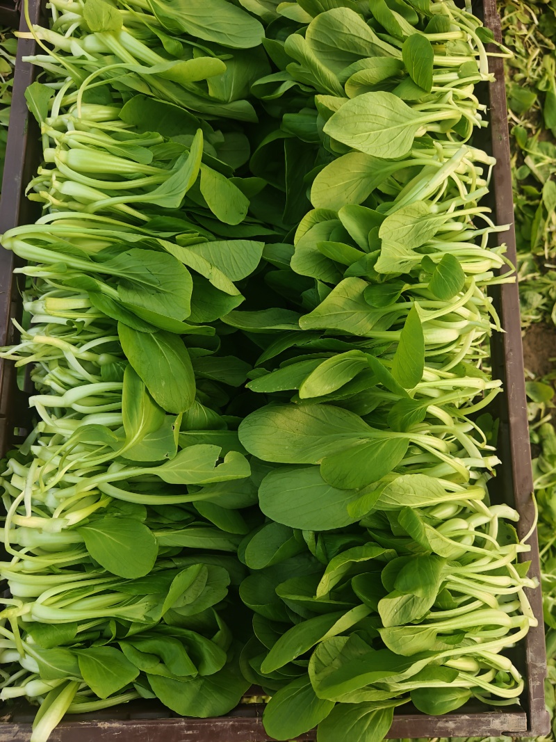 鸡毛菜