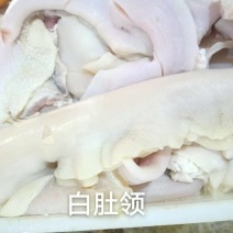 白肚领