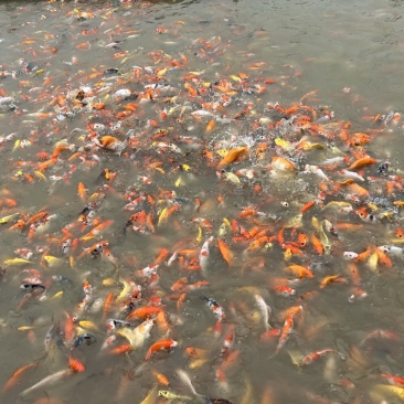 广东佛山统货锦鲤上市，有需要详聊