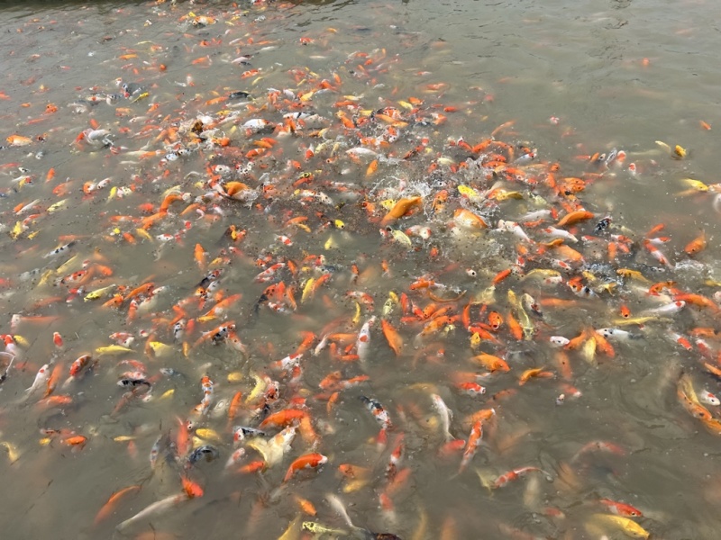 广东佛山统货锦鲤上市，有需要详聊
