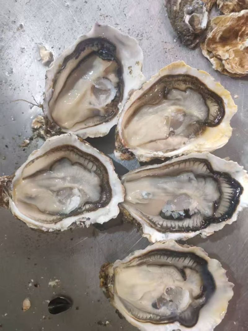 乳山黄金三倍体，流通上生蚝1+~3+自产自销，接受专车，零售