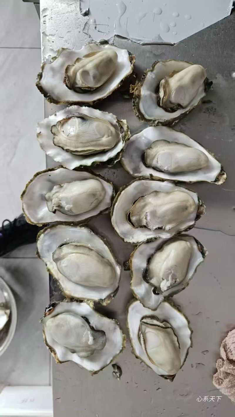 乳山黄金三倍体，流通上生蚝1+~3+自产自销，接受专车，零售