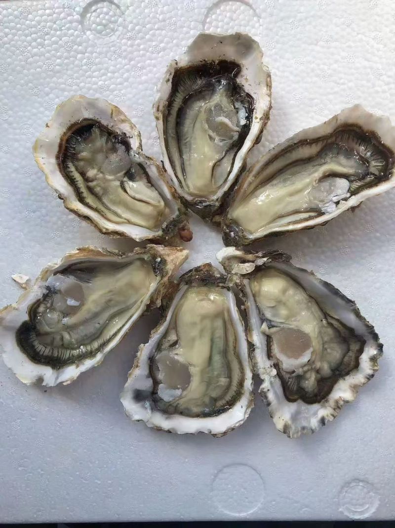 乳山黄金三倍体，流通上生蚝1+~3+自产自销，接受专车，零售