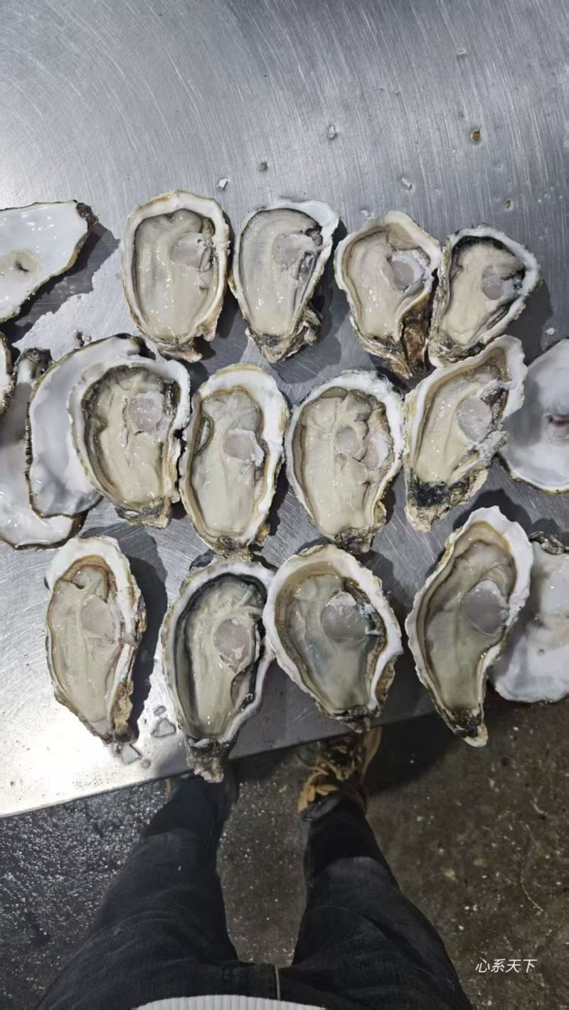 乳山黄金三倍体，流通上生蚝1+~3+自产自销，接受专车，零售