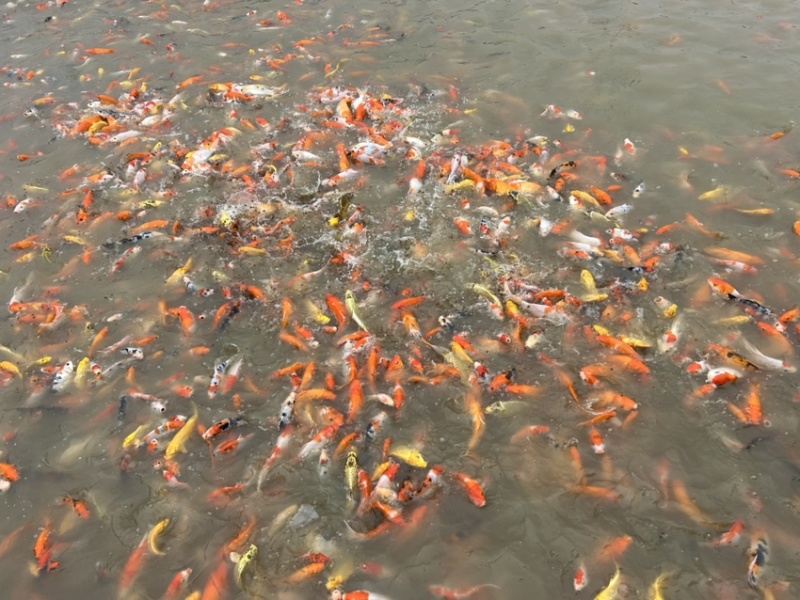 广东佛山统货锦鲤上市，有需要详聊