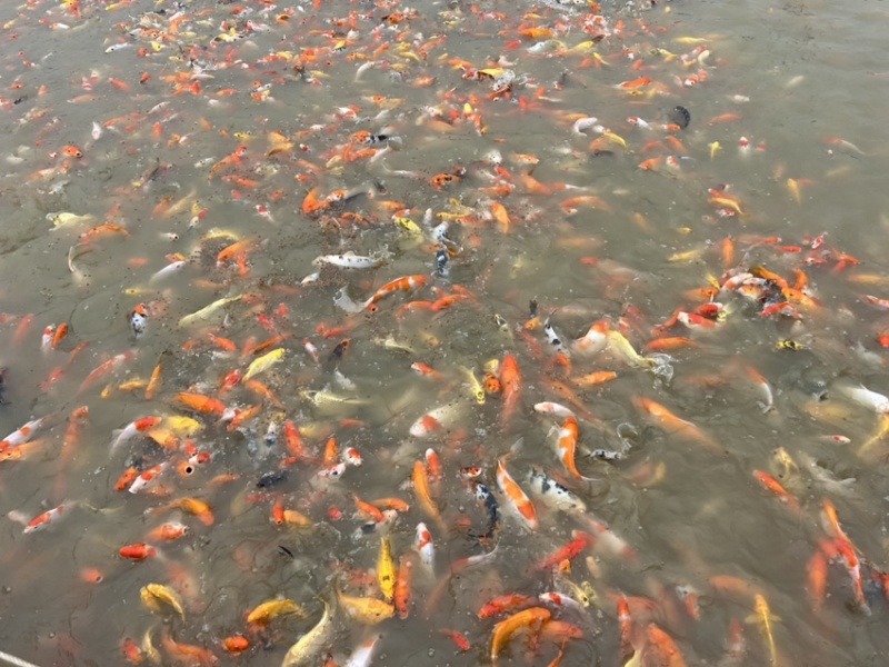 广东佛山统货锦鲤上市，有需要详聊