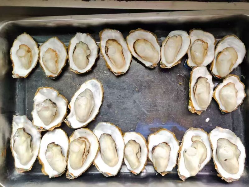 【精品生蚝】乳山生蚝特价货，1~5全规格大量有货团购