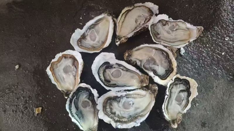 【精品生蚝】乳山生蚝特价货，1~5全规格大量有货团购