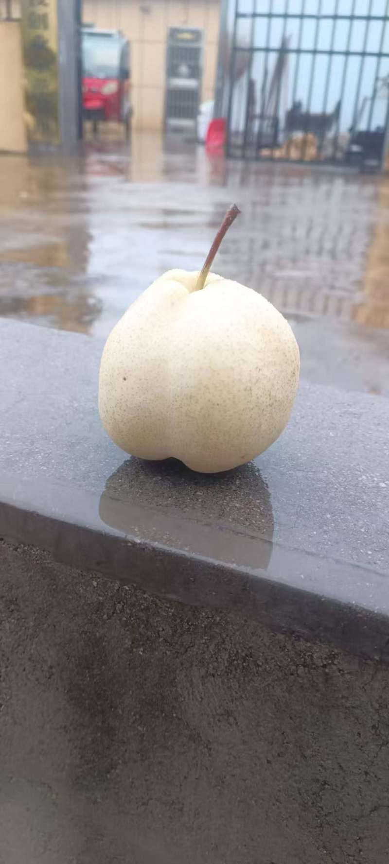 能议价山农酥梨皮薄核小抗氧化糖分高