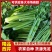 万亩芹菜基地，长期供应小棵中小棵中颗规格齐全支持各种包装