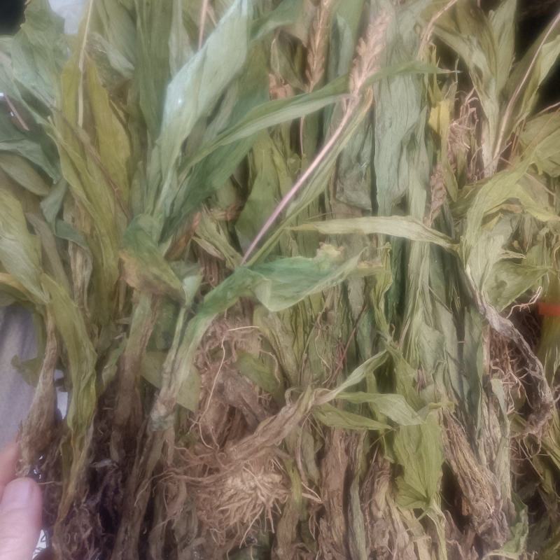 见血清货品均实物拍摄所见即所得需要下单就发货