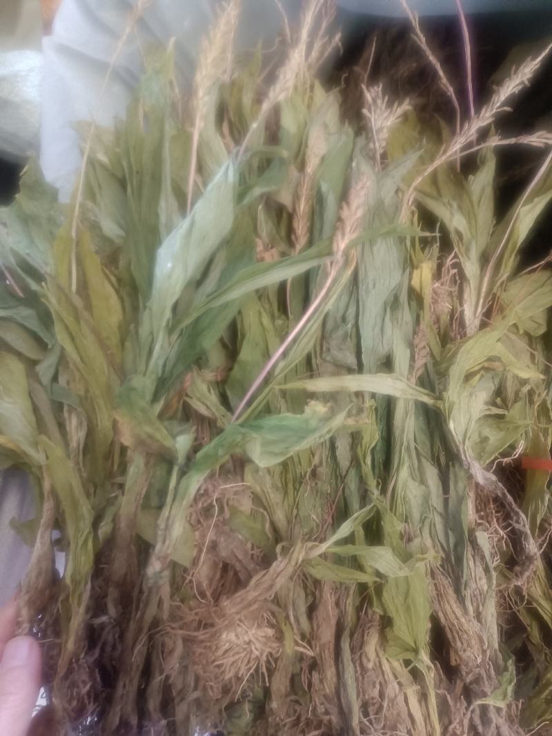 见血清货品均实物拍摄所见即所得需要下单就发货