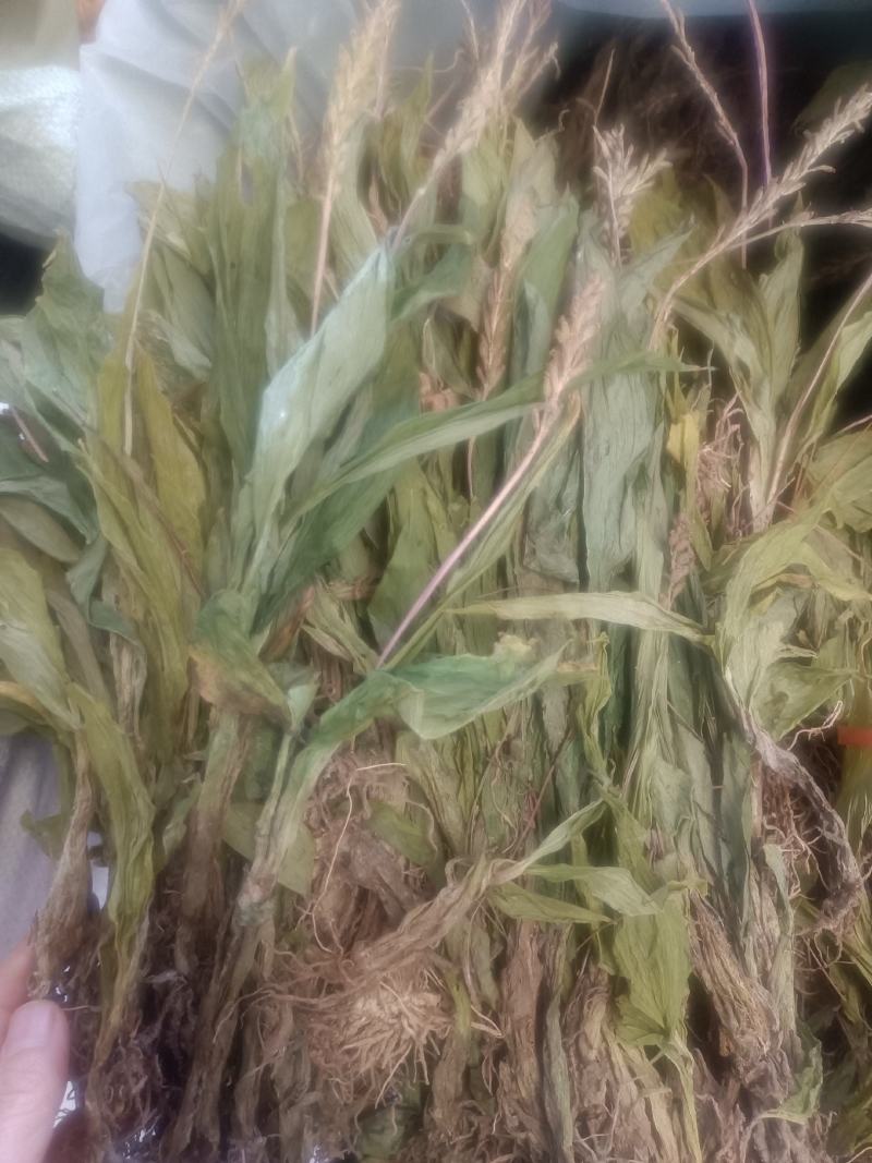 见血清货品均实物拍摄所见即所得需要下单就发货