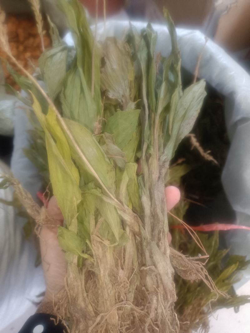 见血清货品均实物拍摄所见即所得需要下单就发货