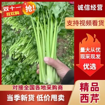 西芹万亩大棚种植，大量提供精细棵小棵，中小棵，各种规格
