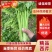 西芹万亩大棚种植，大量提供精细棵小棵，中小棵，各种规格