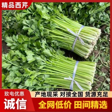 长期大量供应精品西芹，小棵中小棵规格齐全，各种包装