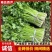 万亩基地，长期供应精品西芹，不间断供应小棵小中颗