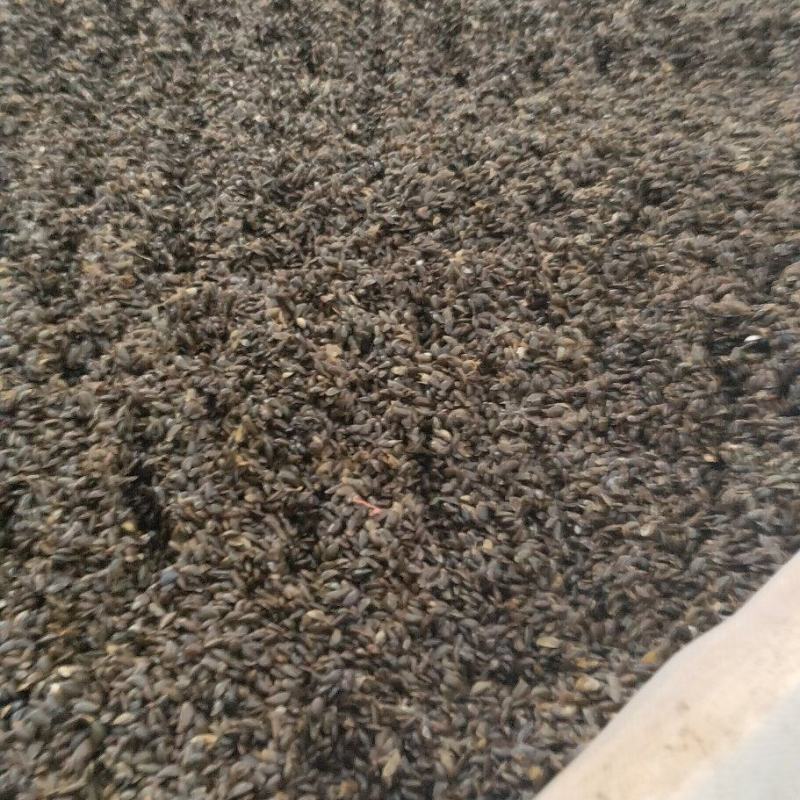 黄柏种子：大量供应，提供技术指导，全国发货，量大从优，