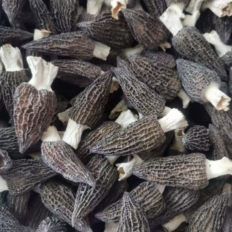 四川羊肚菌源头批发价格美丽食用菌工厂货源