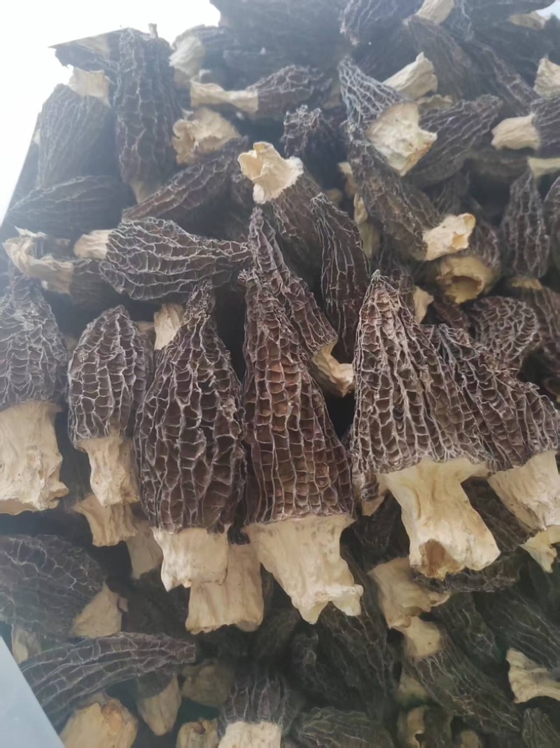 四川羊肚菌源头批发价格美丽食用菌工厂货源