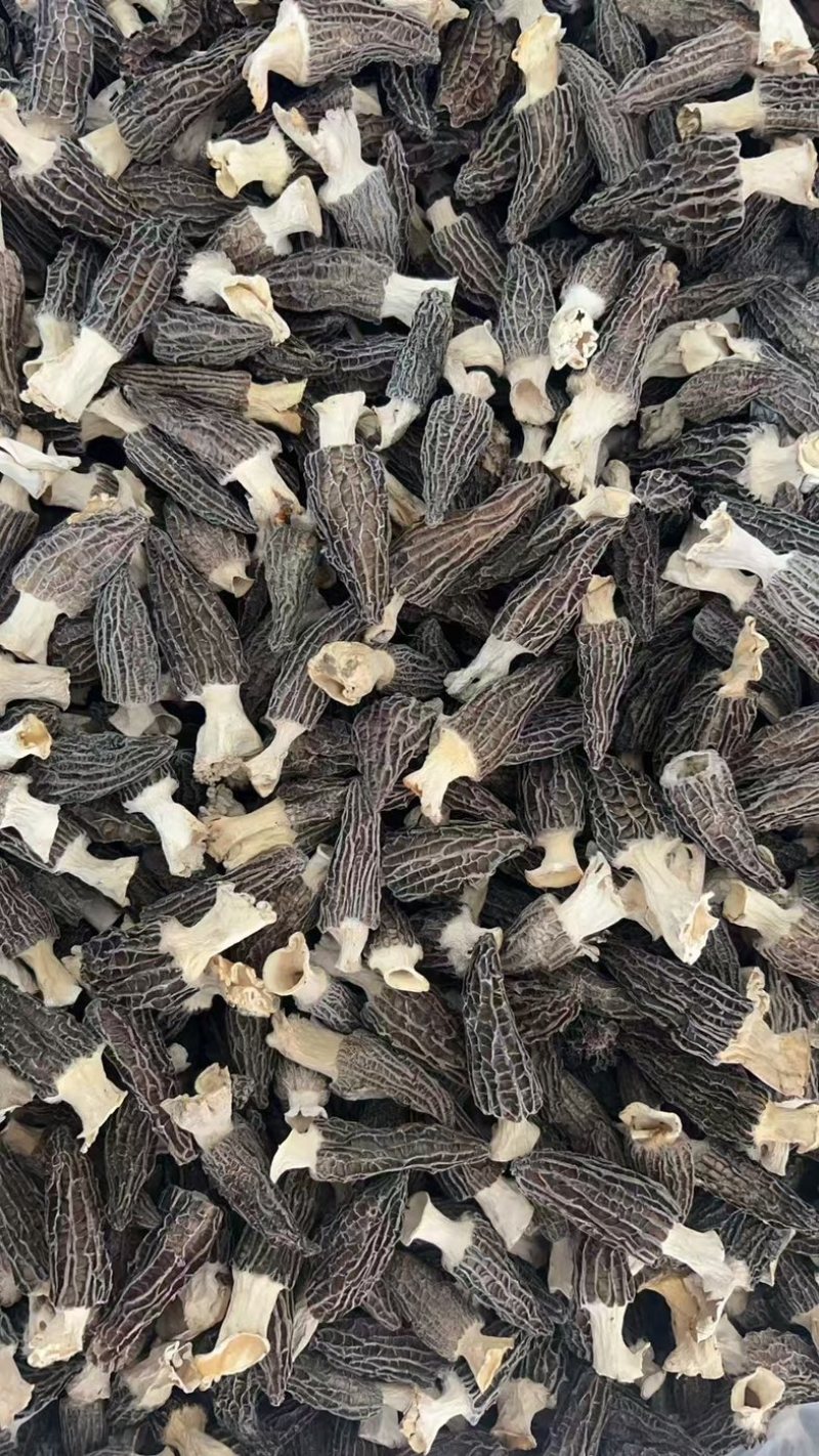 四川羊肚菌源头批发价格美丽食用菌工厂货源