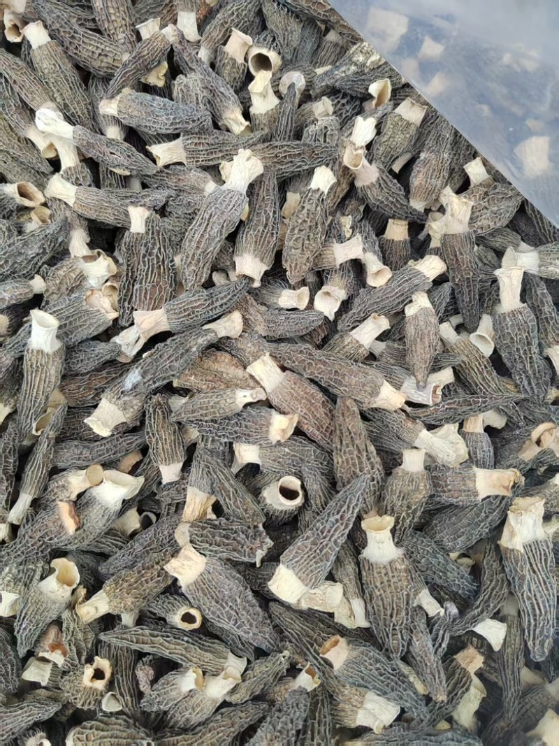 四川羊肚菌源头批发价格美丽食用菌工厂货源