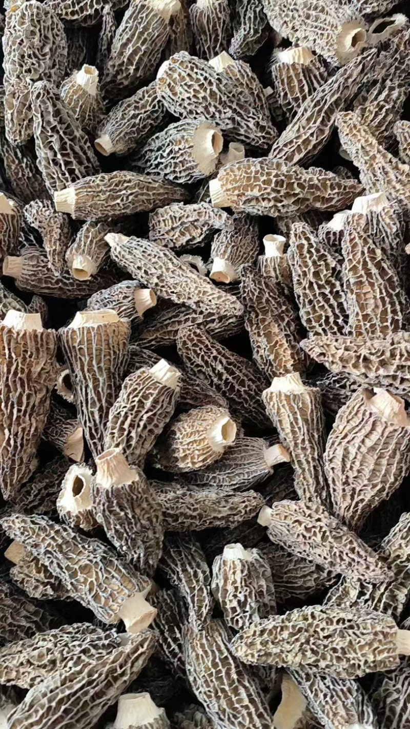 四川羊肚菌源头批发价格美丽食用菌工厂货源