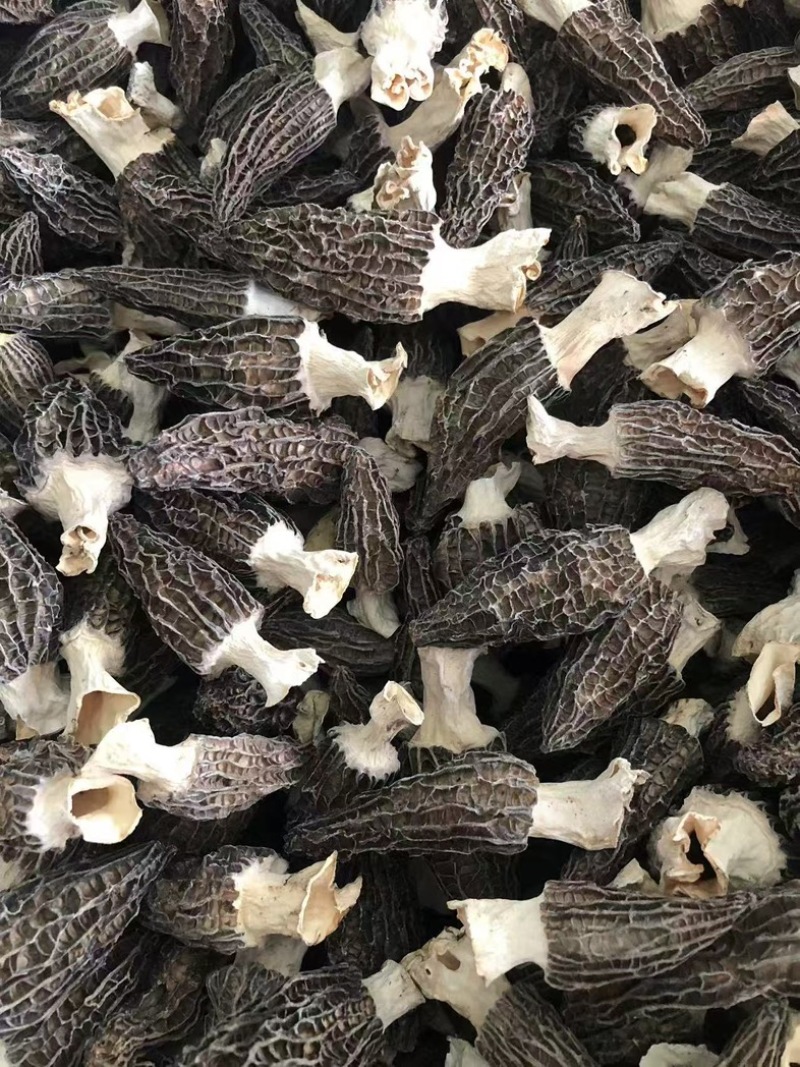 四川羊肚菌源头批发价格美丽食用菌工厂货源