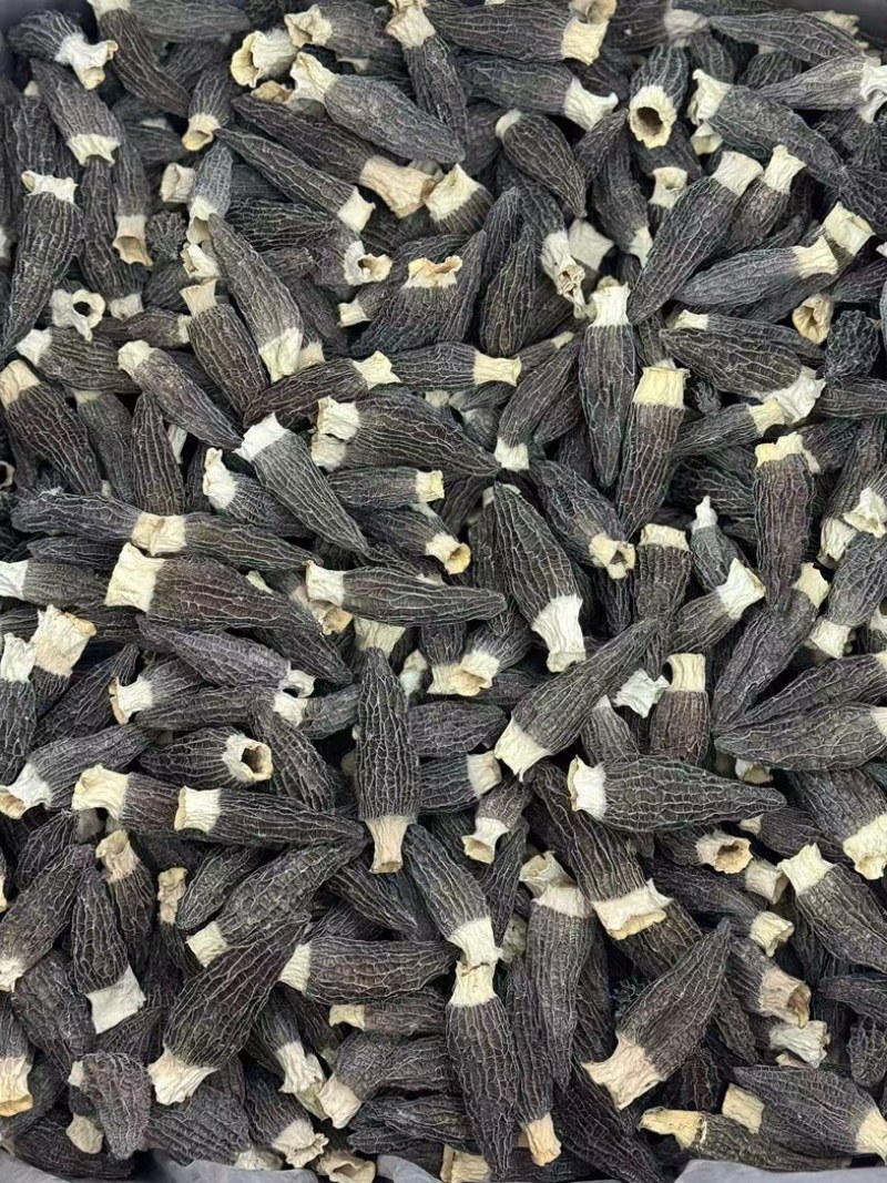 四川羊肚菌源头批发价格美丽食用菌工厂货源