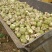 芥菜头5两以上，腌菜，市场可以商超对接，电商