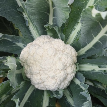 菜花出售，今天11月8号，随行就市