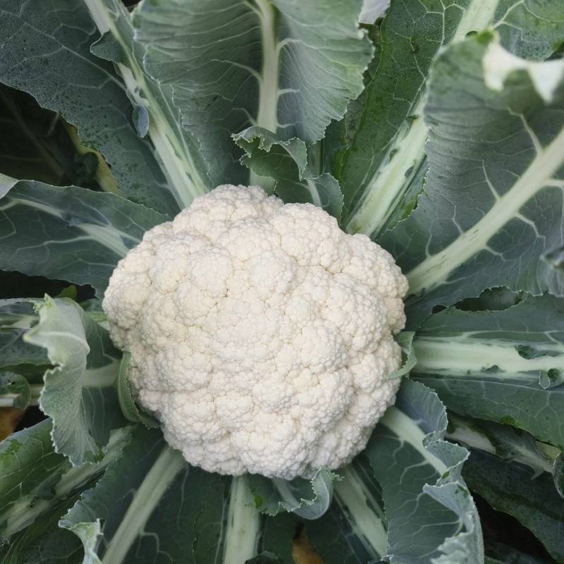 菜花出售，今天11月8号，随行就市