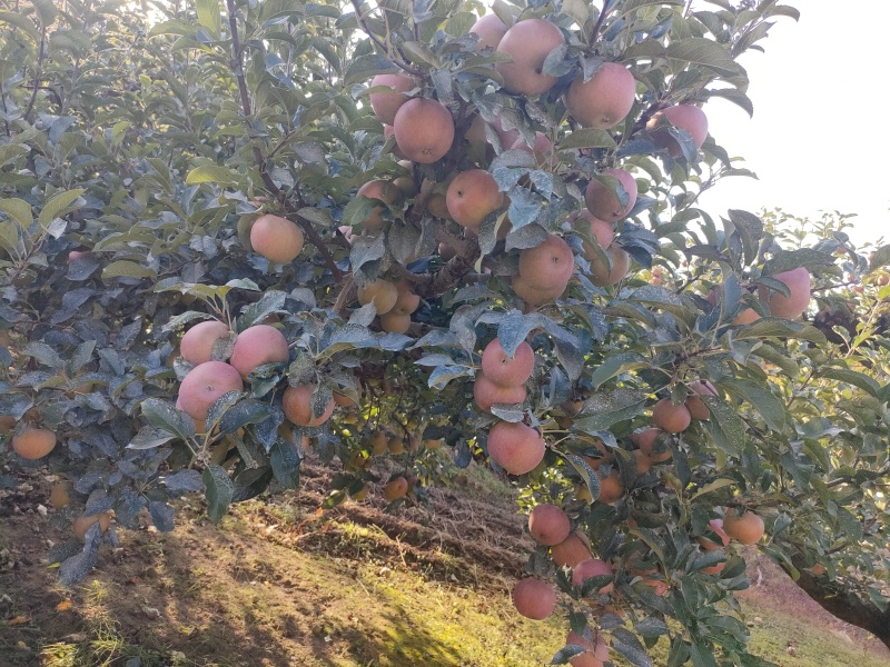 小国光苹果，百年品质老口味！