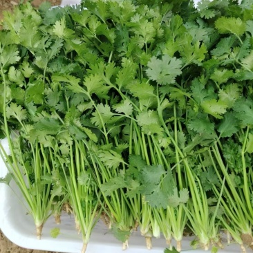 河北唐山小叶香菜大量供应品质保证一手货源欢迎来电