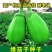 精品穴盘茄子苗，品种纯正，规格齐全，带土发货，基地直发