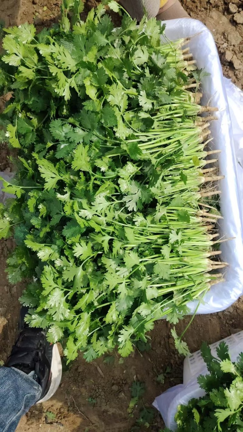 河北唐山小叶香菜大量供应品质保证一手货源欢迎来电