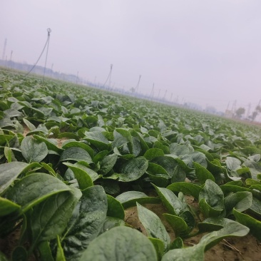 河南商丘趴地菠菜大量上市